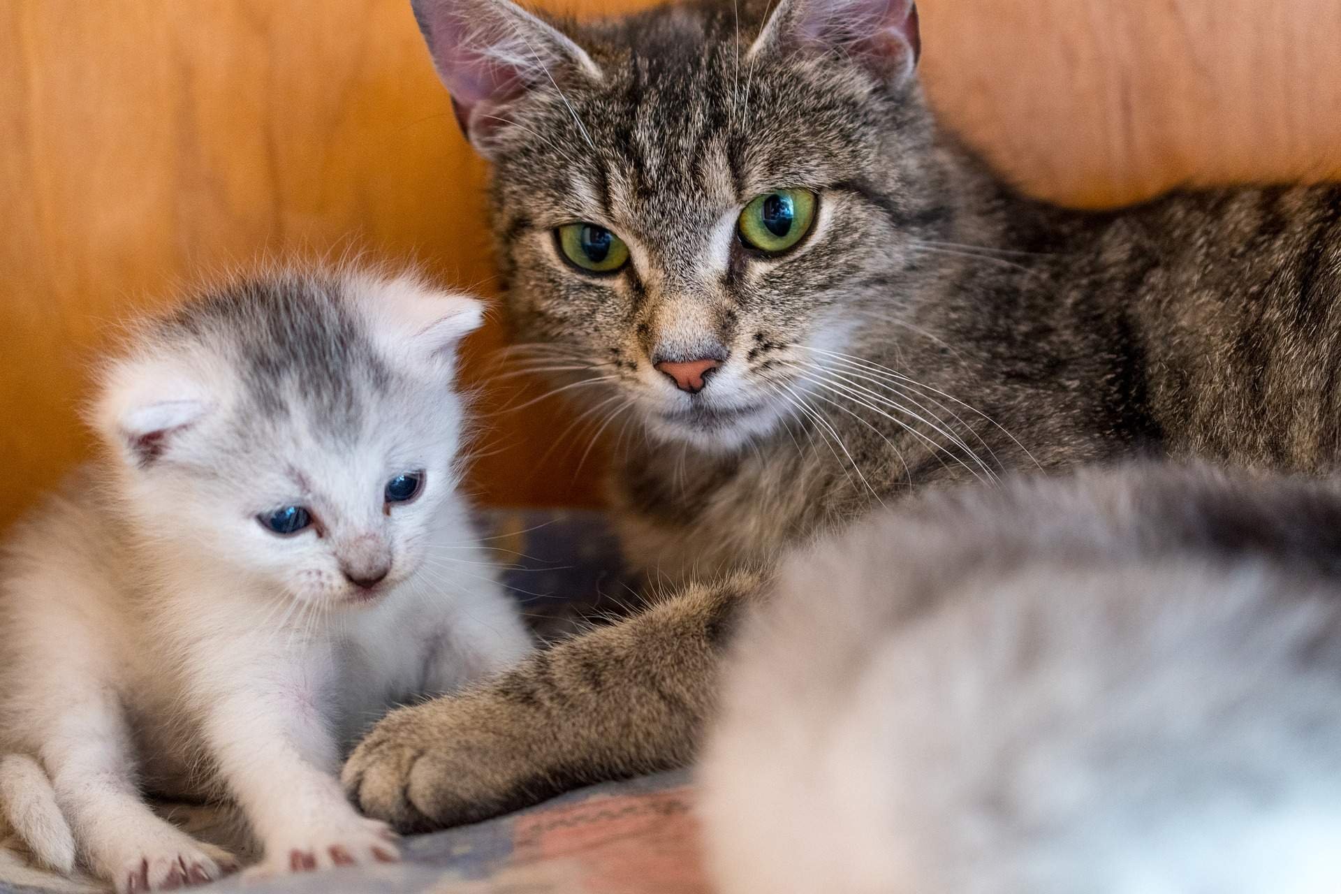 Мама кошка с котенком картинки