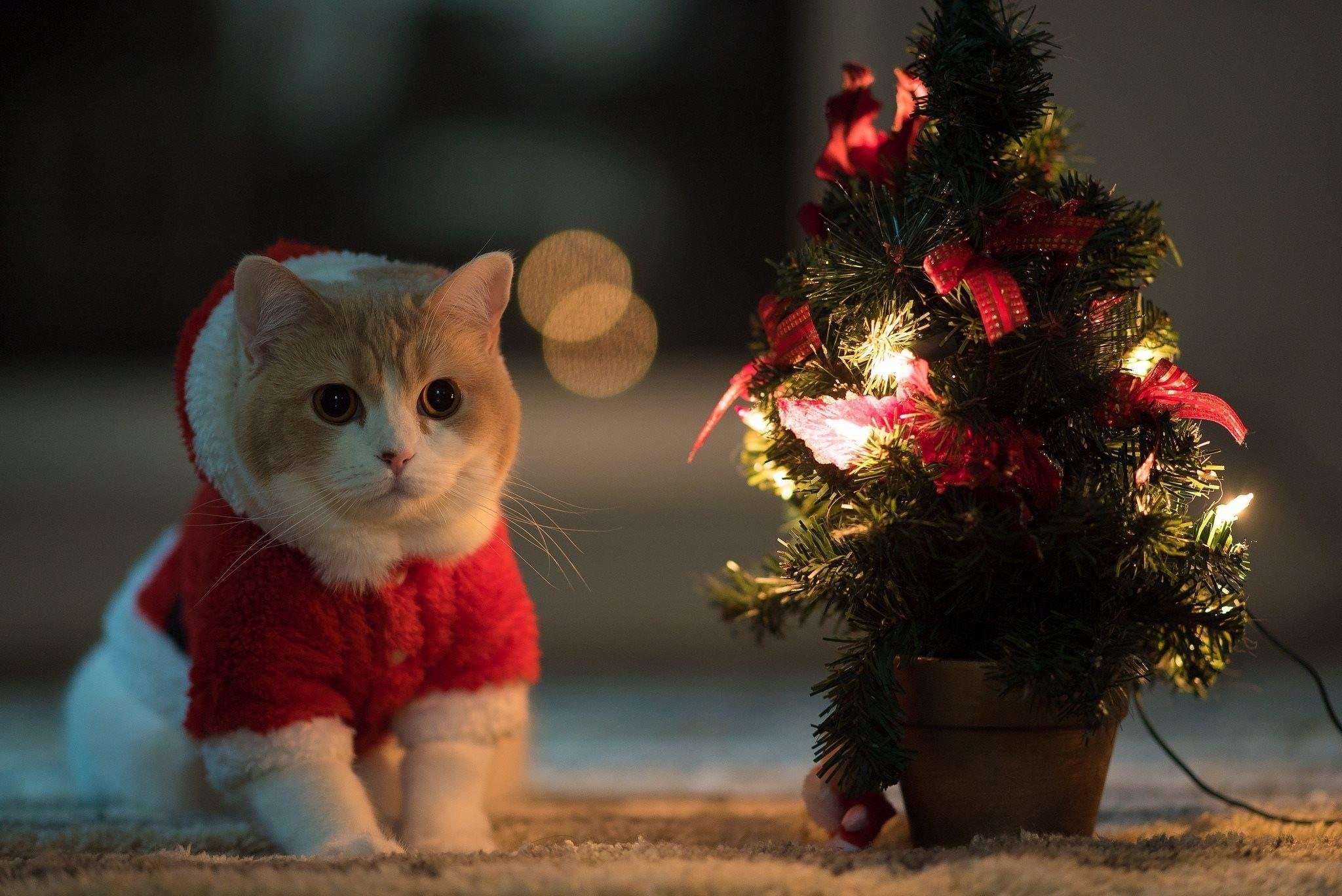 Картинки с котами к новому году