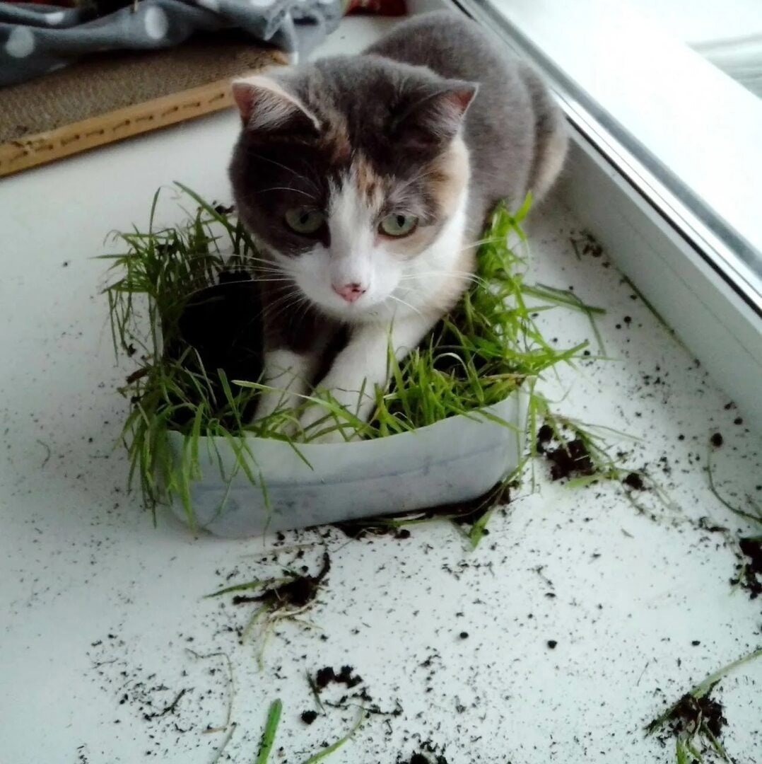 Кот перевернулся. Коты и рассада. Кошка ест растения. Кошка ест рассаду. Кот сожрал рассаду.