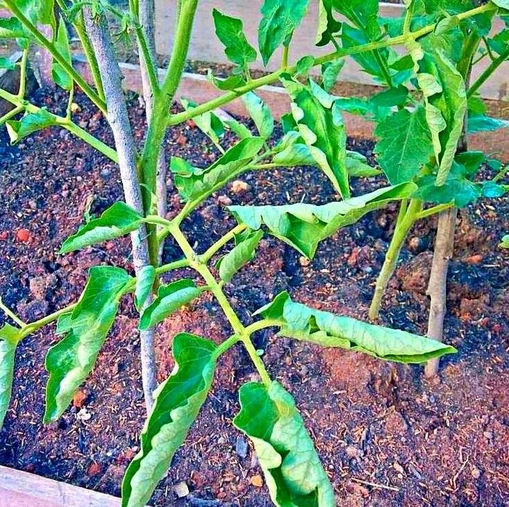 Крутятся листья на помидорах фото