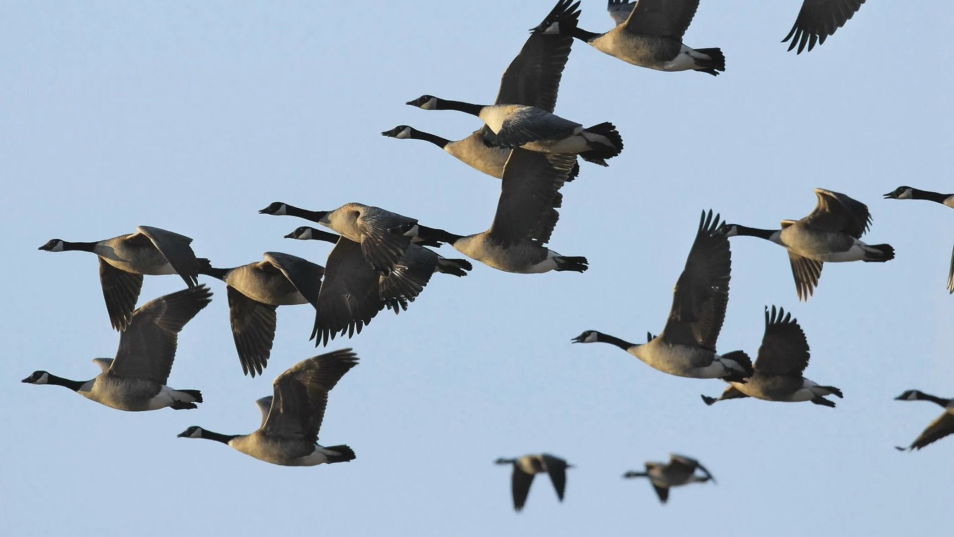 Birds migrate. Миграция птиц. Мигрирующие птицы. Миграция животных и птиц. Сезонные миграции птиц.