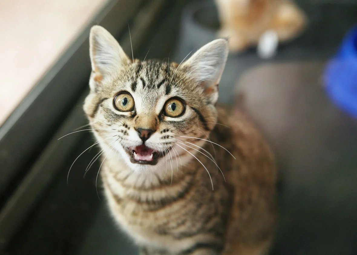 Звук мяукает. Мяуканье кошки. Кот някает. Котенок мяукает. Звуки кошек мяуканье.