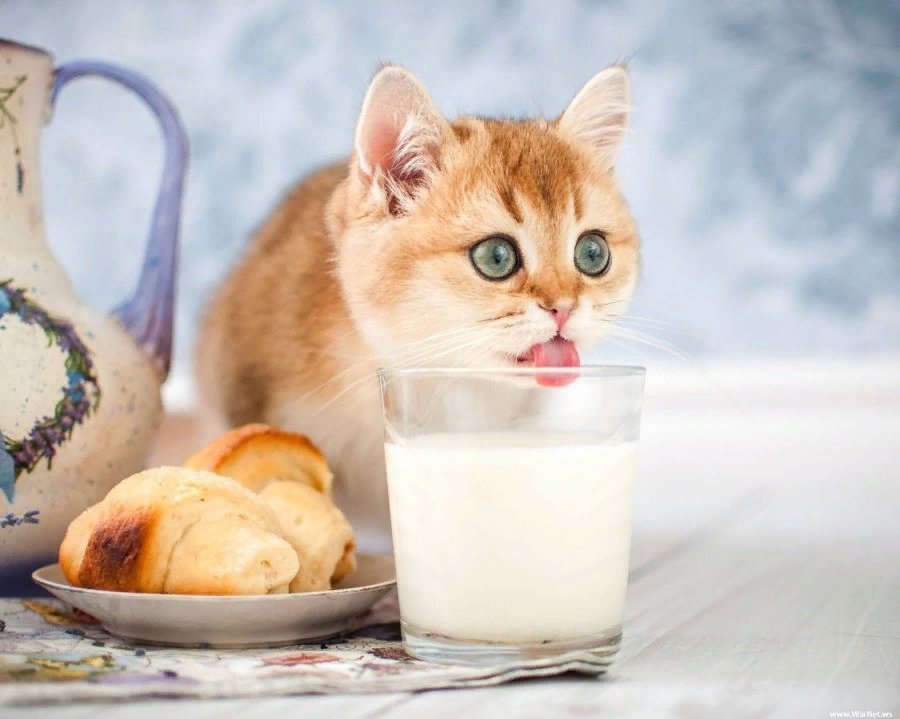 Кошка с молоком картинка