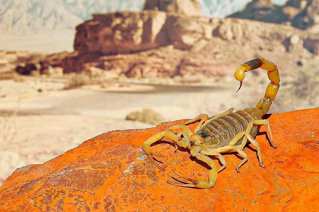 The Deathstalker Scorpion