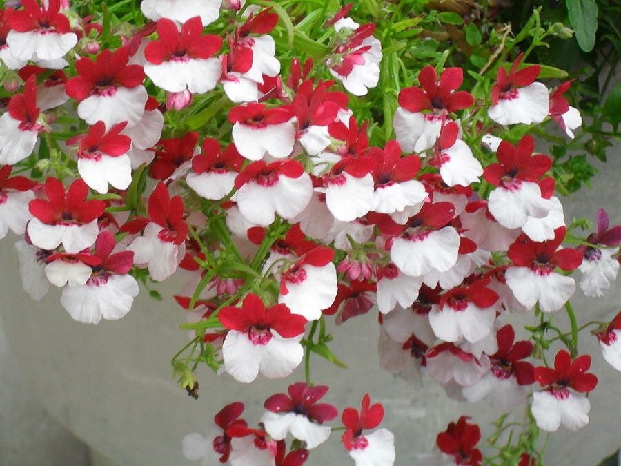 Немезия зобовидная мантия кардинала