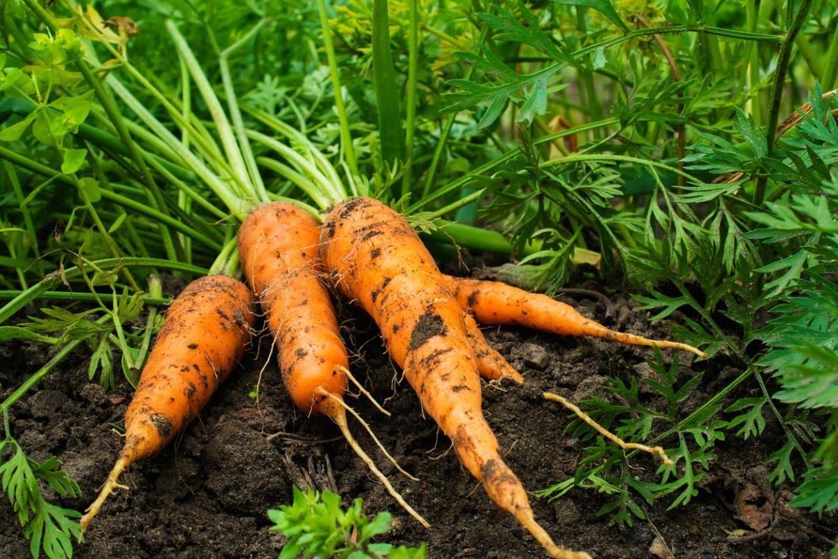 Морковь какая почва. Морковь. Рорастание корнеплода моркови. Морковь на грядке. Морковь с ботвой.
