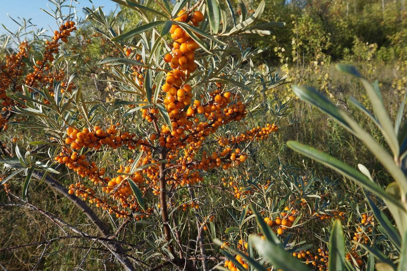 Облепиха Этна