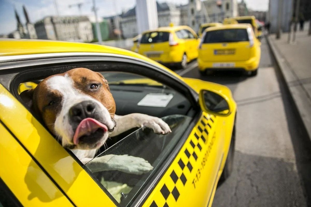 Такси клевое. Собака в машине. Такси для животных. Собака такси. Такси фото.