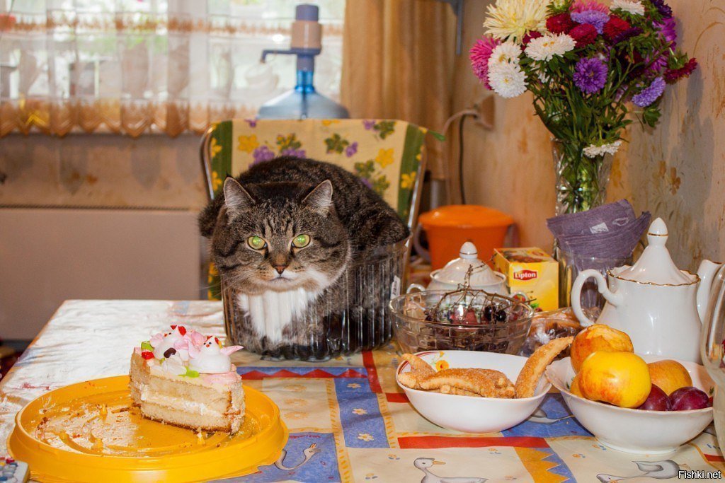 Еду я на веселе. Кот на праздничном столе. Тортик для котика. Кот с тортиком. Кот с праздничным тортом.