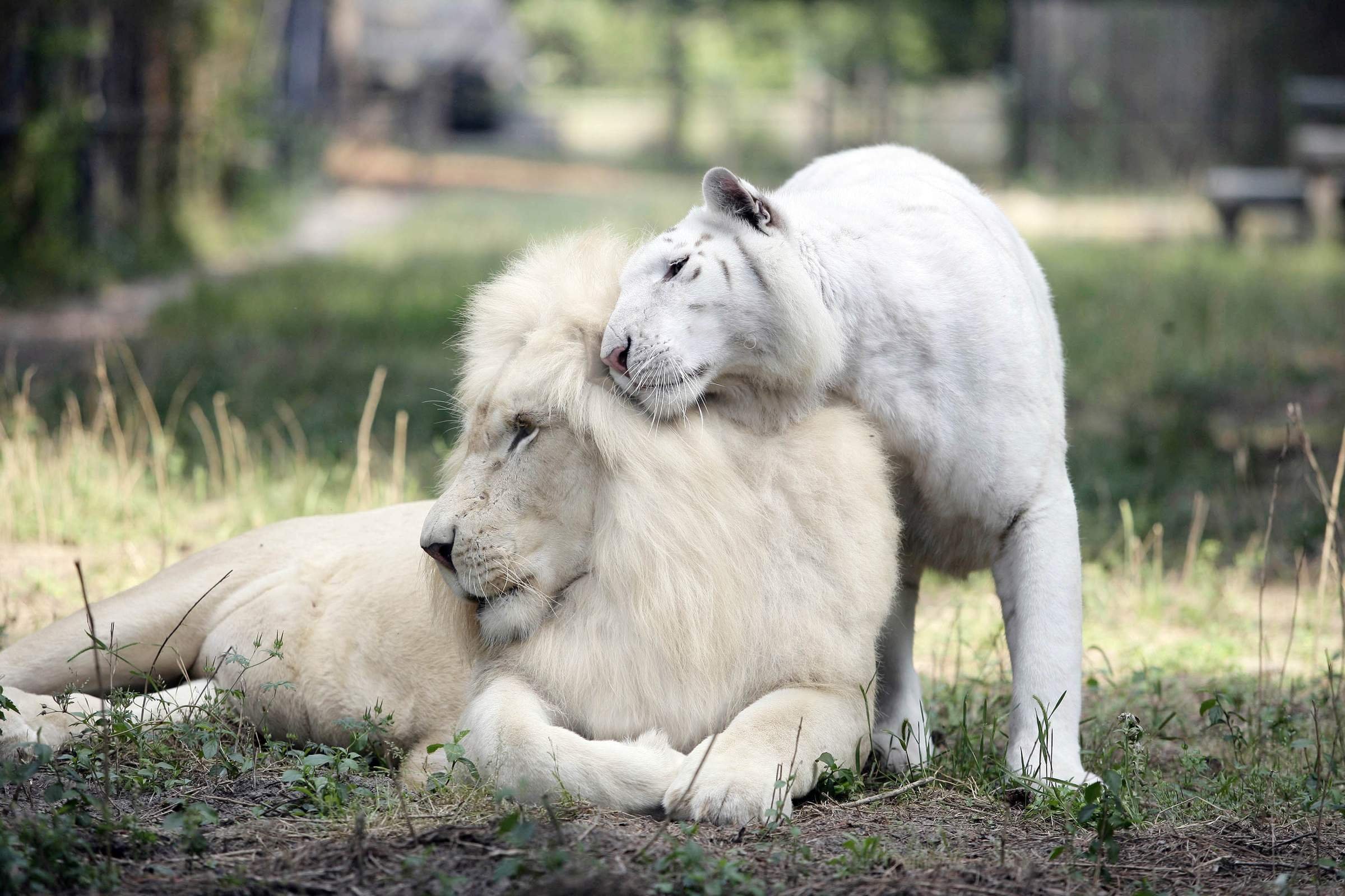 картинки для детей белого льва