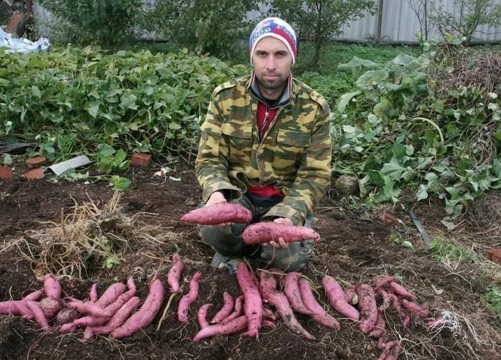 Батат на огороде. Батат ареал. Редис батат. Посадка батата клубнями. Батат на грядке.