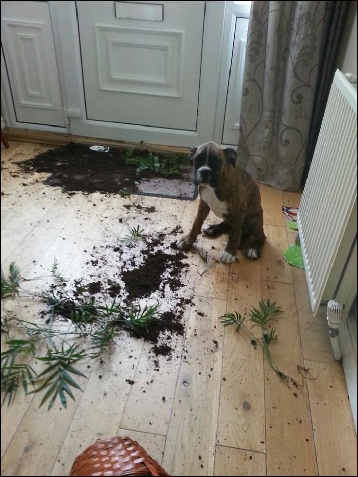 Собака прогрызла дверь. Собаки для квартиры. Ребенок разрисовал стены. Собака беспорядок в квартире. Как сделать так чтобы оставили дома.