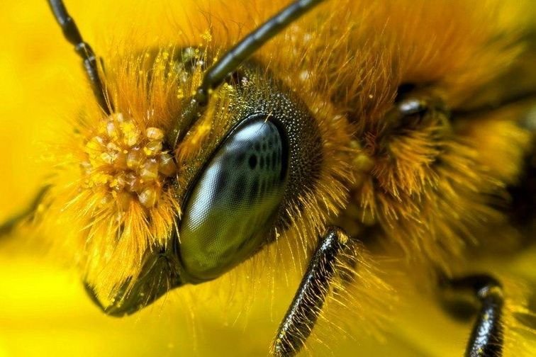 Глаза пчелы фото