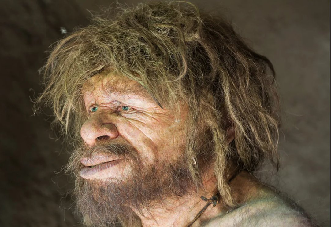 Неандерталец (homo Neanderthalensis)