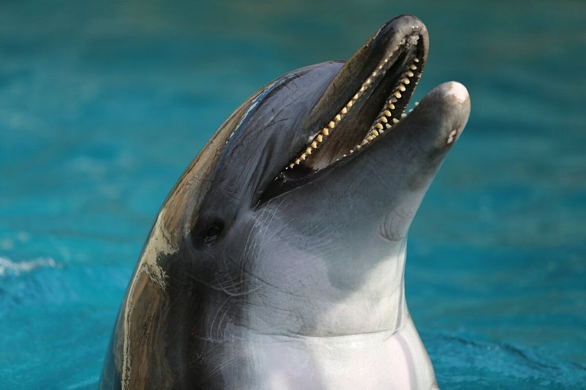 атлантический белобокий дельфин (lagenorhynchus acutus). дельфин гектора. беломордый дельфин. дельфин редкое животное. дельфин гектора.