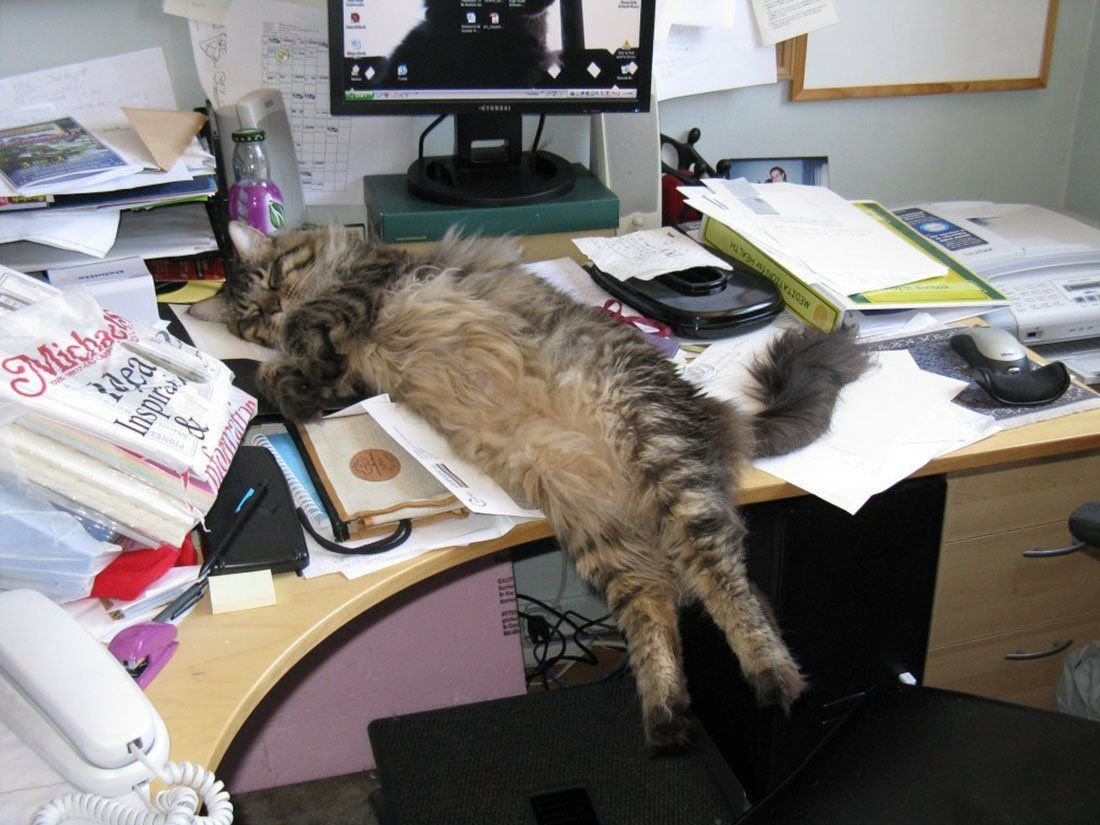 Котенок в офисе