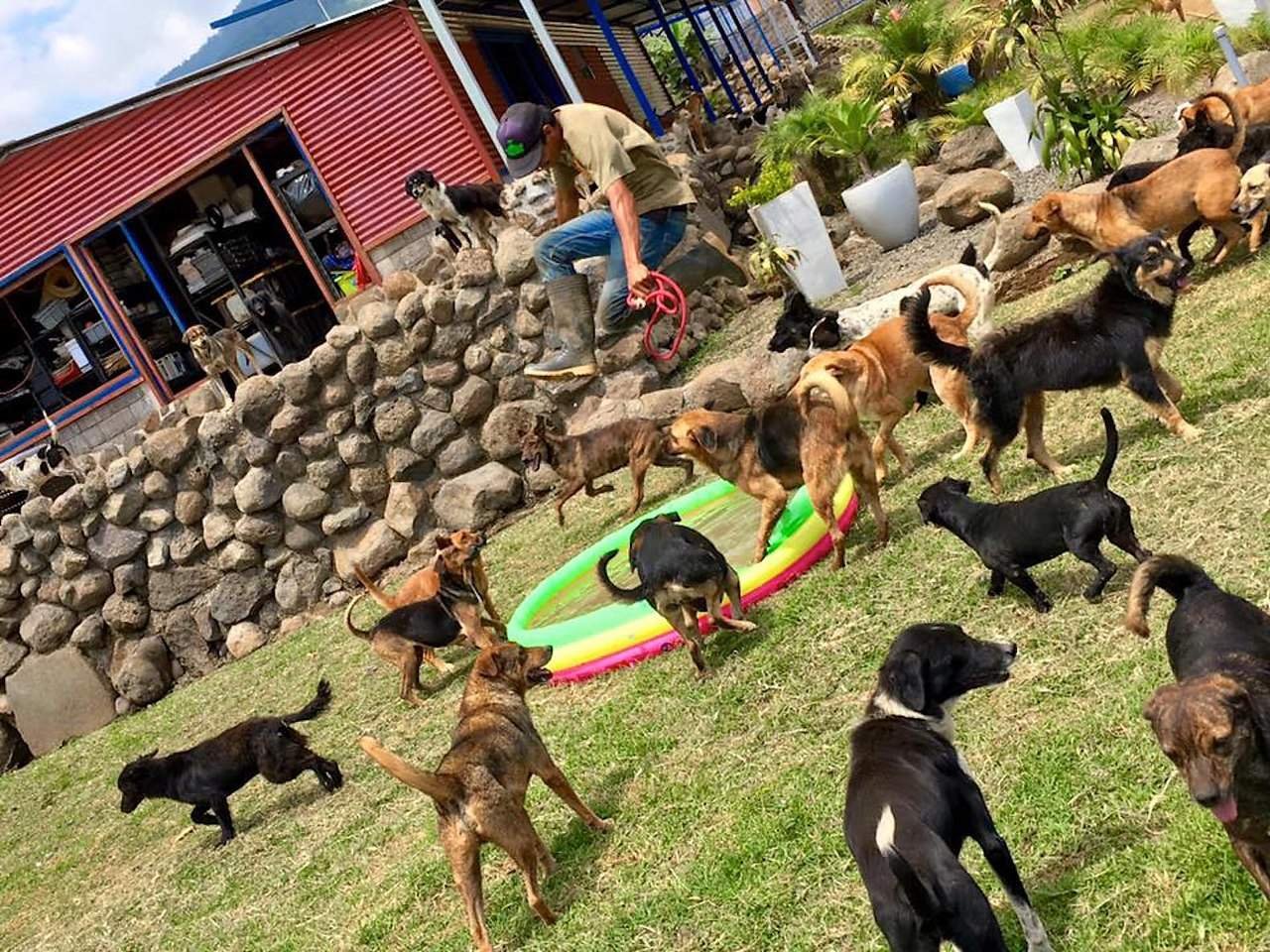 Приют «Страна бродячих собак» («territorio de Zaguates») в Коста-Рике
