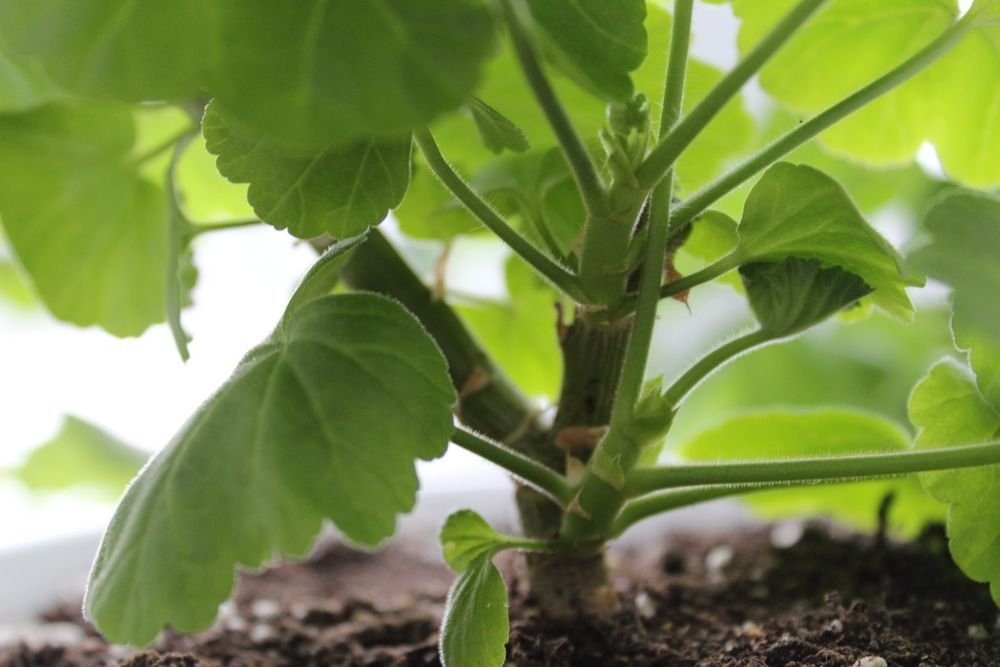 Пеларгония прищипка рассады. Прищипка королевской пеларгонии. Пеларгония королевская прищипывание. Прищипка пеларгонии. Пеларгония ампельная.