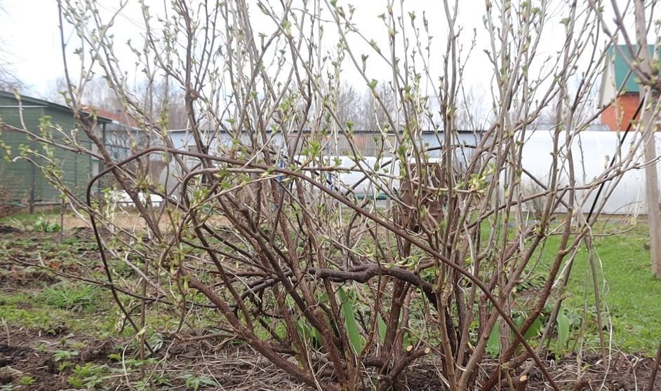 цветущая верба. деревья весной. снег на розах в сочи снег.