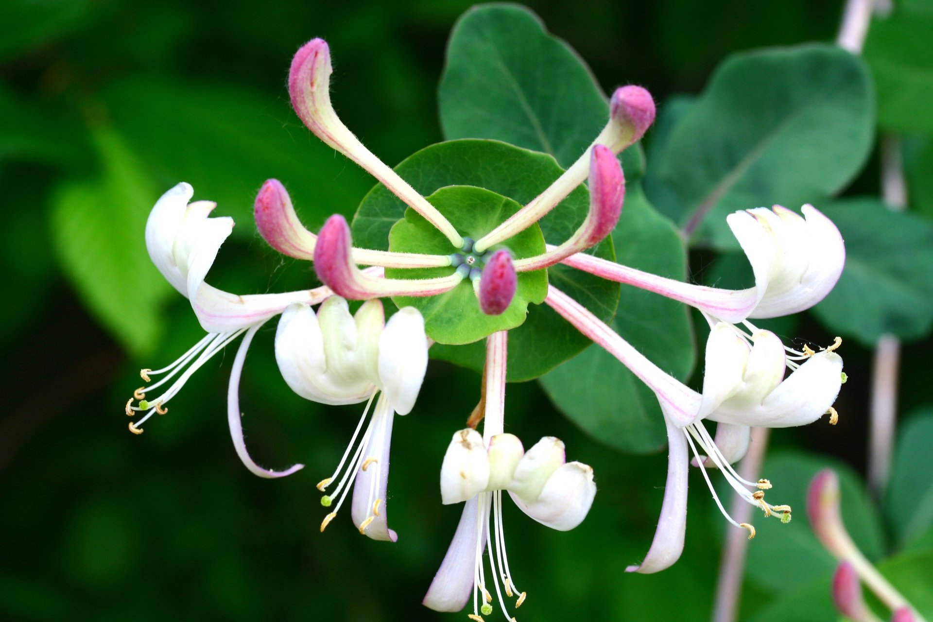 Lonicera caprifolium