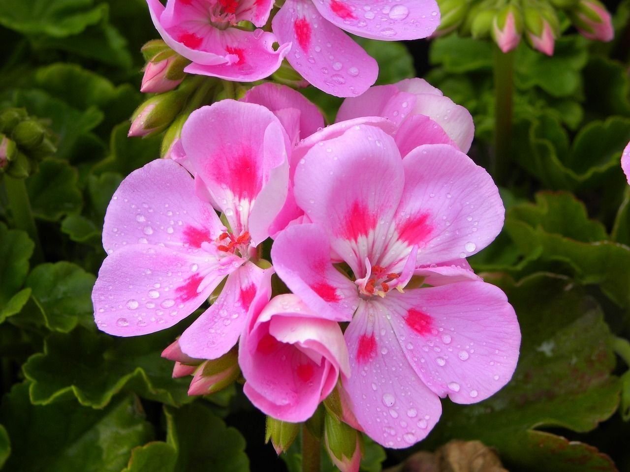 Пеларгония окраска. Герань (Geranium). Герань мелкотычинковая. Пеларгония "Кассия". Пеларгония герань комнатная.