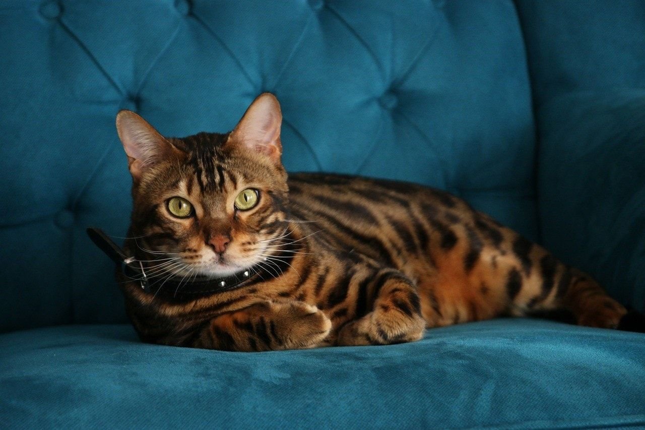 Bengal Cat Colors