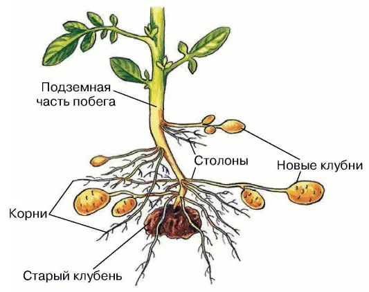 Столоны картофеля фото