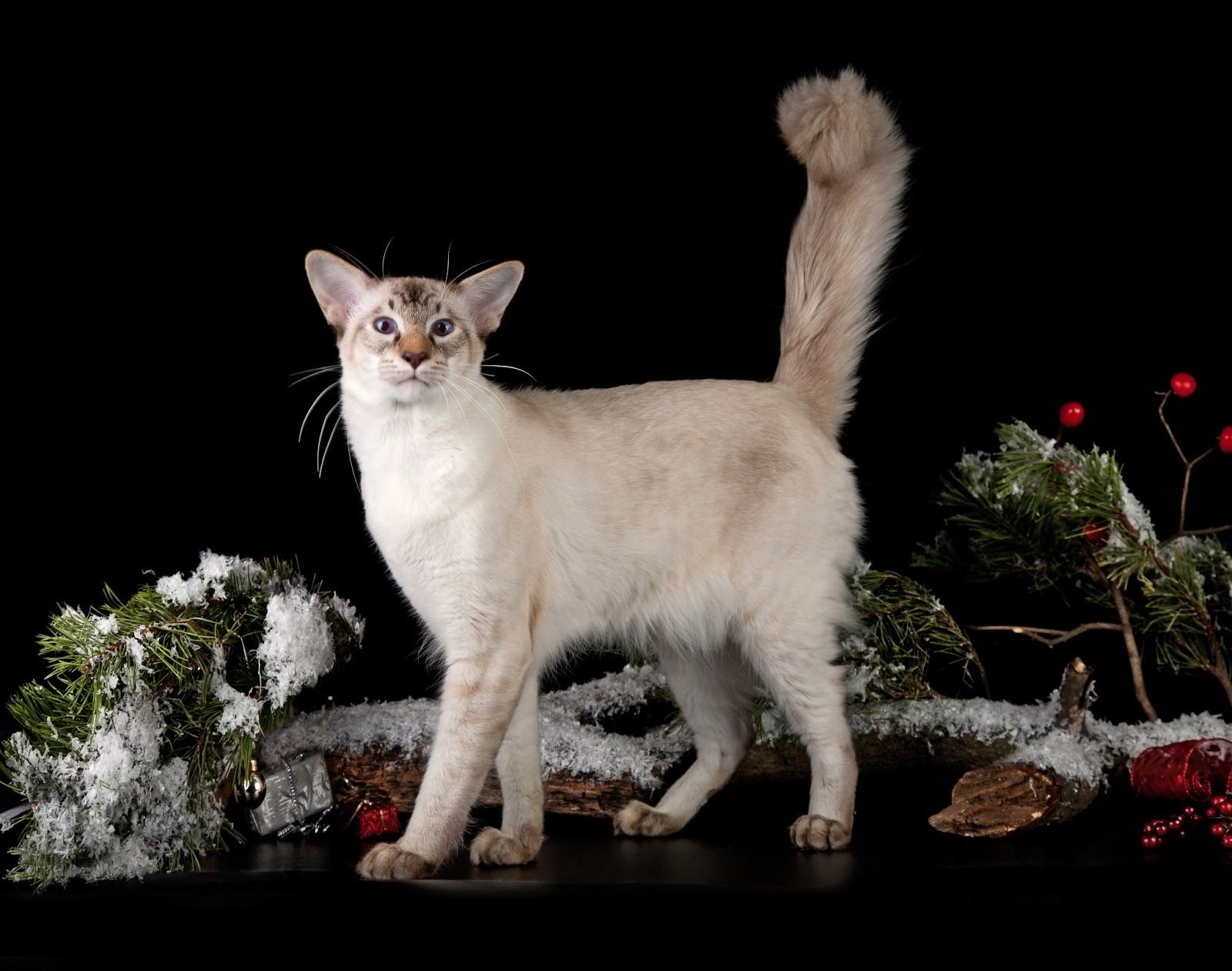 Картинки балинезийская кошка