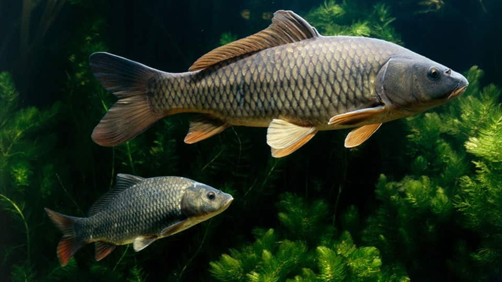 Сазан рыба. Сазан (Cyprinus Carpio). Карп обыкновенный – Cyprinus Carpio. Сазан (= Карп обыкновенный) – Cyprinus Carpio. Амурский сазан.