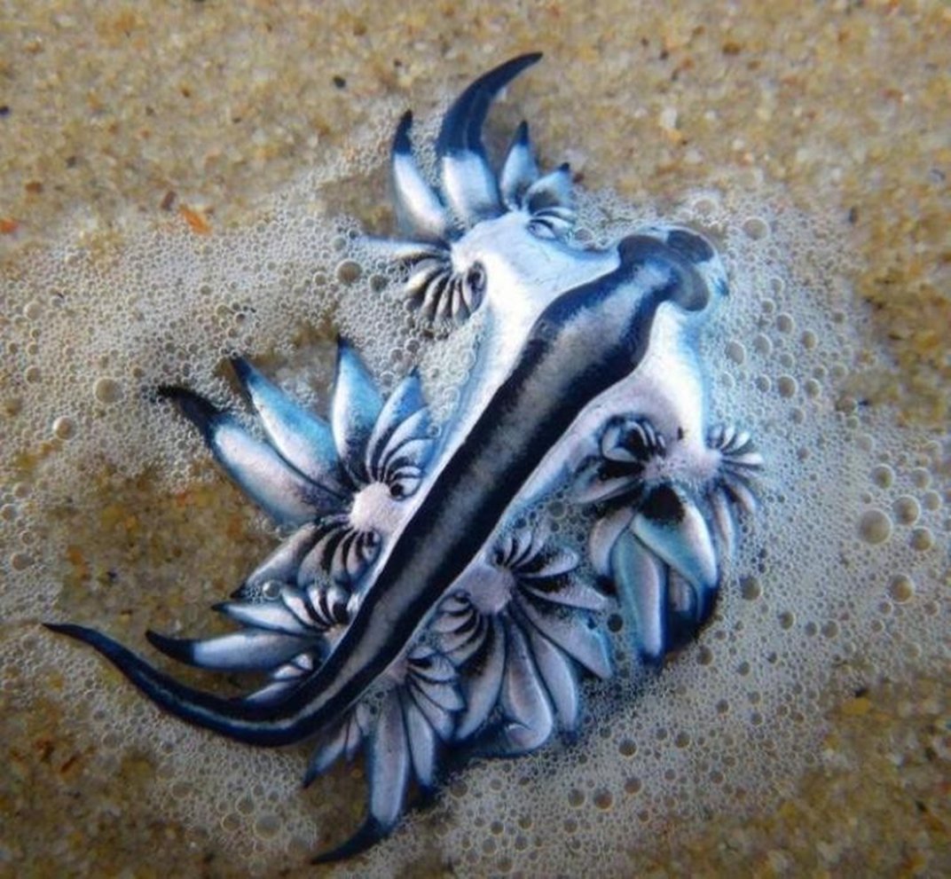 Голубой дракон моллюск Глаукус