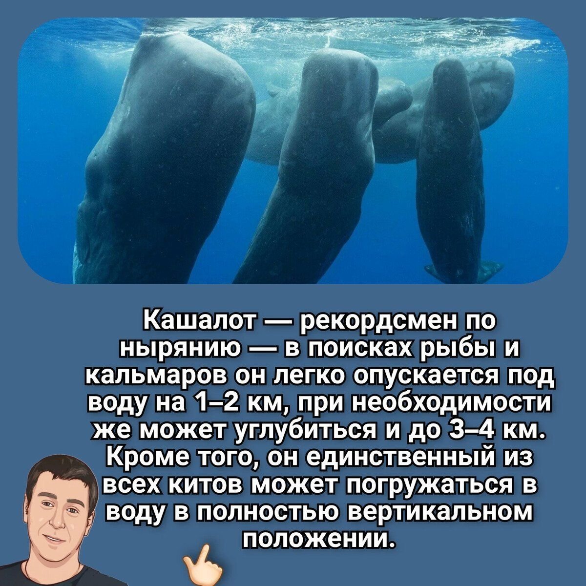 Обезьяны кашалоты песня. Кашалот интересные факты. Факты о Кашалоте. Кашалот интересные факты для детей. Обезьяны Кашалоты.