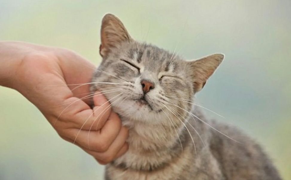 почему кошки мурлычяат. кошка громко мурлычет. мурчание кошки. кот мурлычет. довольные котики на ручках.