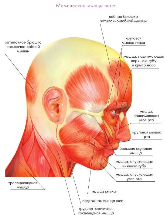 Картинка мышцы лица и шеи