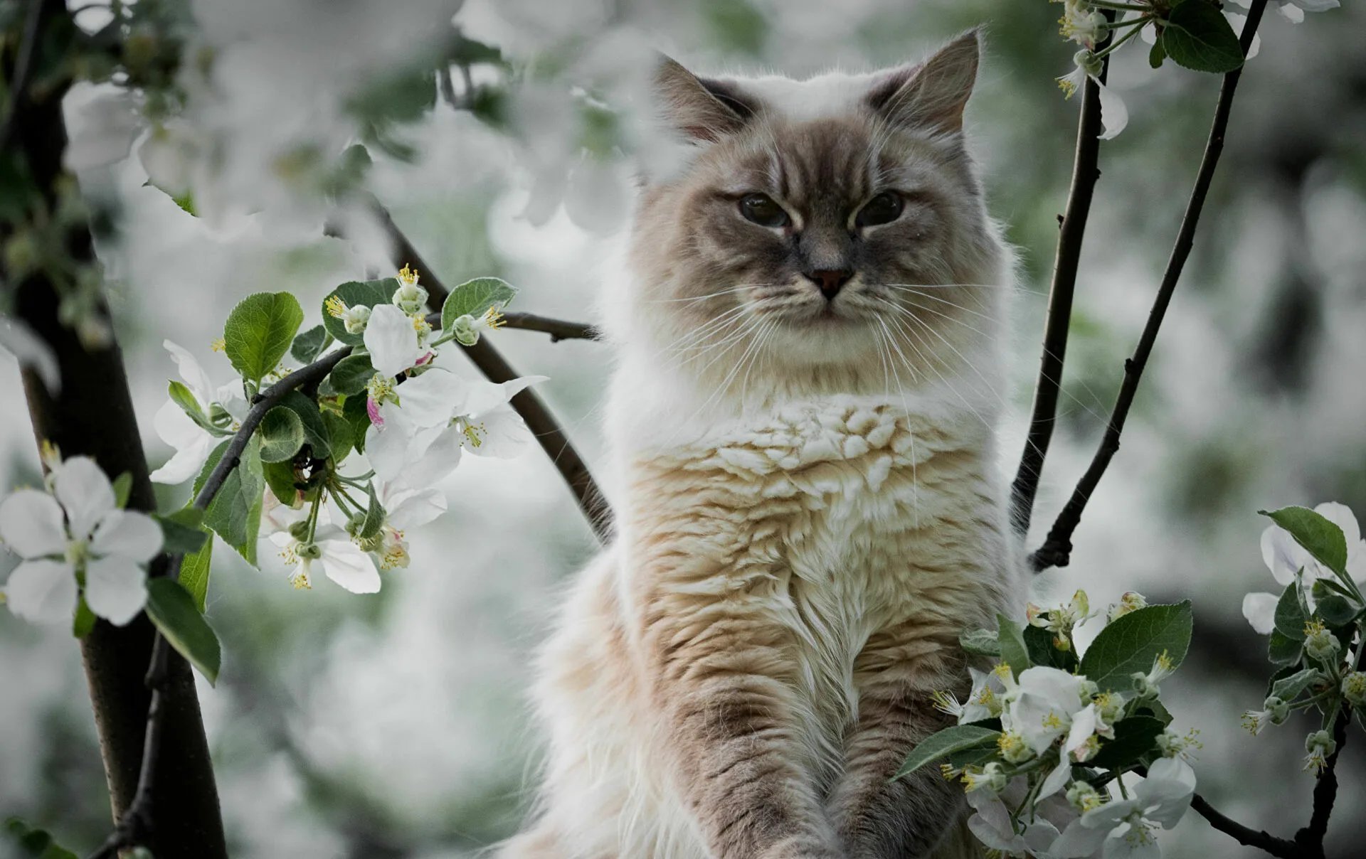 Весенние котики картинки