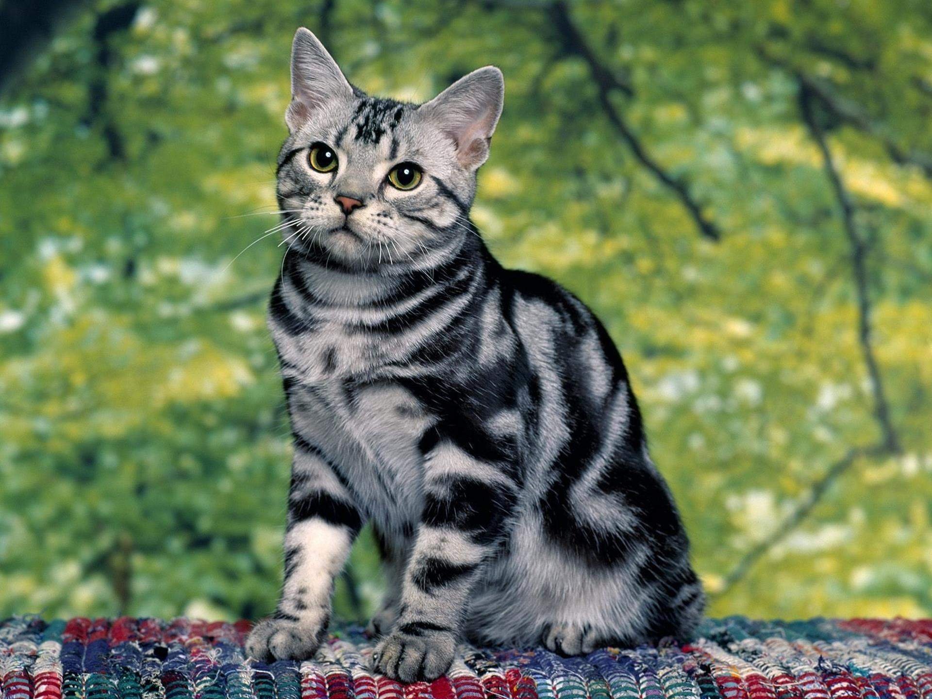 Картинка кошки фото
