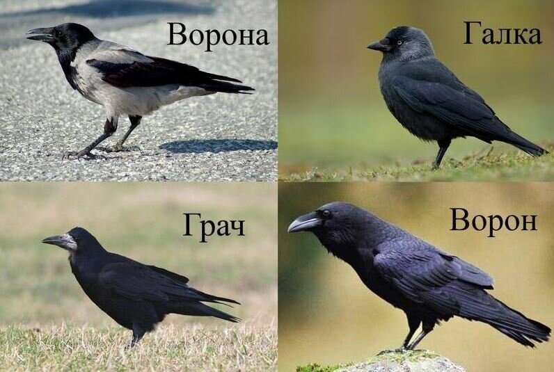 Изображение и фото в чем разница