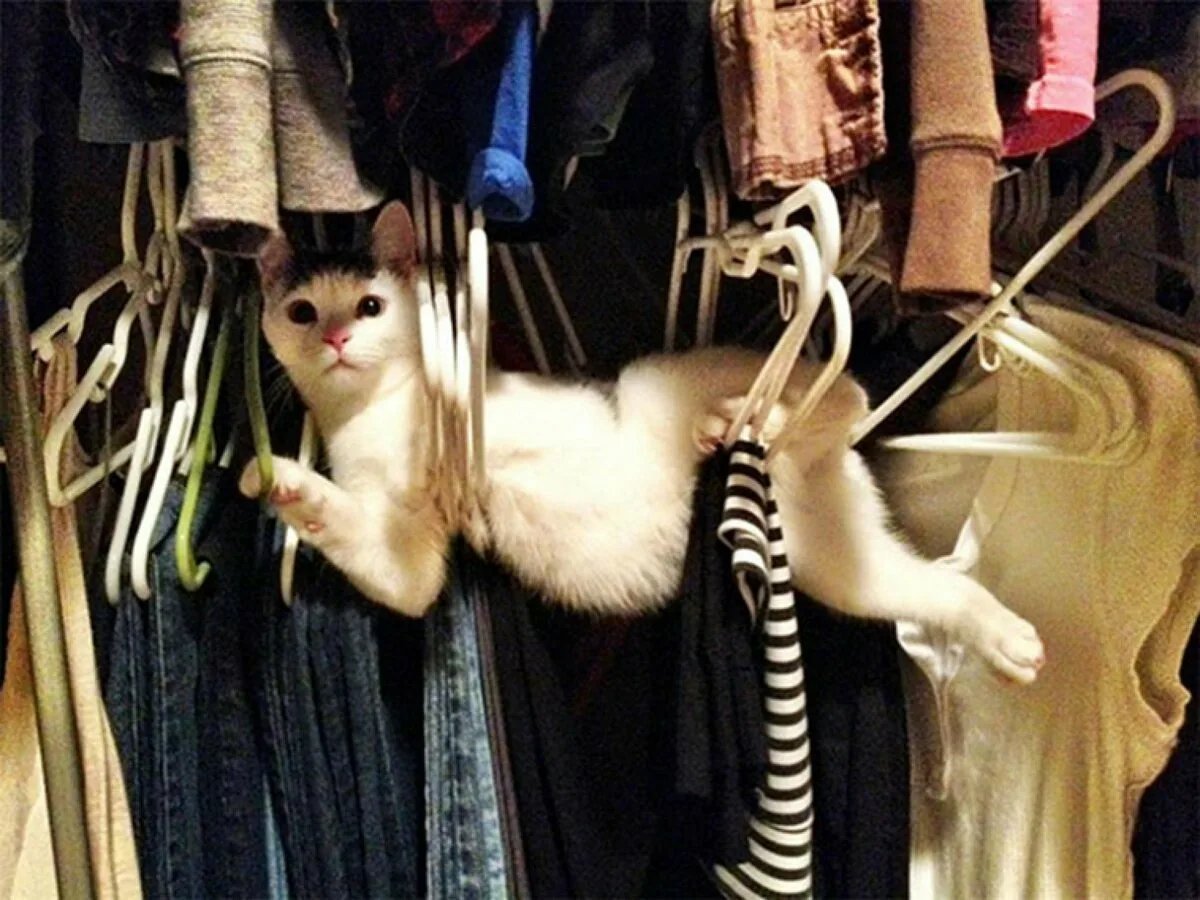 Шкаф одежда кот