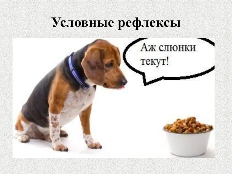 Условный рефлекс рисунок