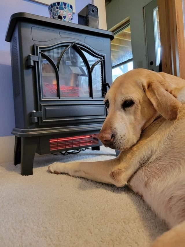 Собака на солнце. Тепло собака. Уютного вечера. Животные в шарфе. Тепло собак.