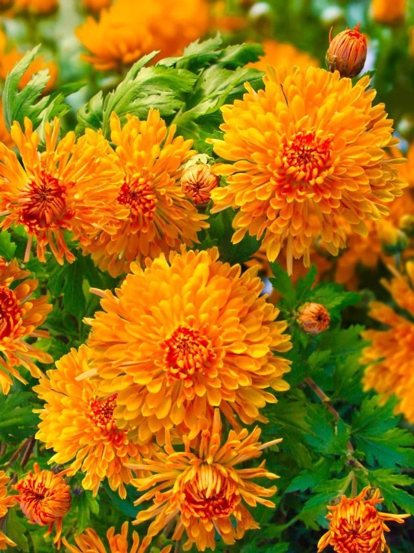 Хризантема корейская (Chrysanthemum koreanum