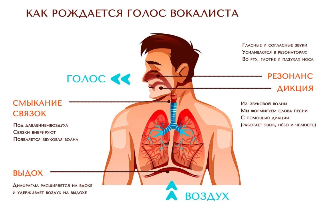 Откуда появились звуки. Голосовой аппарат человека строение для вокалиста. Резонаторы голосового аппарата. Устройство певческого голосового аппарата. Певческий аппарат строение голосового аппарата.