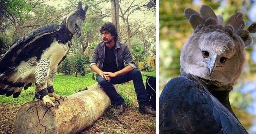 Орел-гарпия рядом с человеком (Источник: Public Domain)