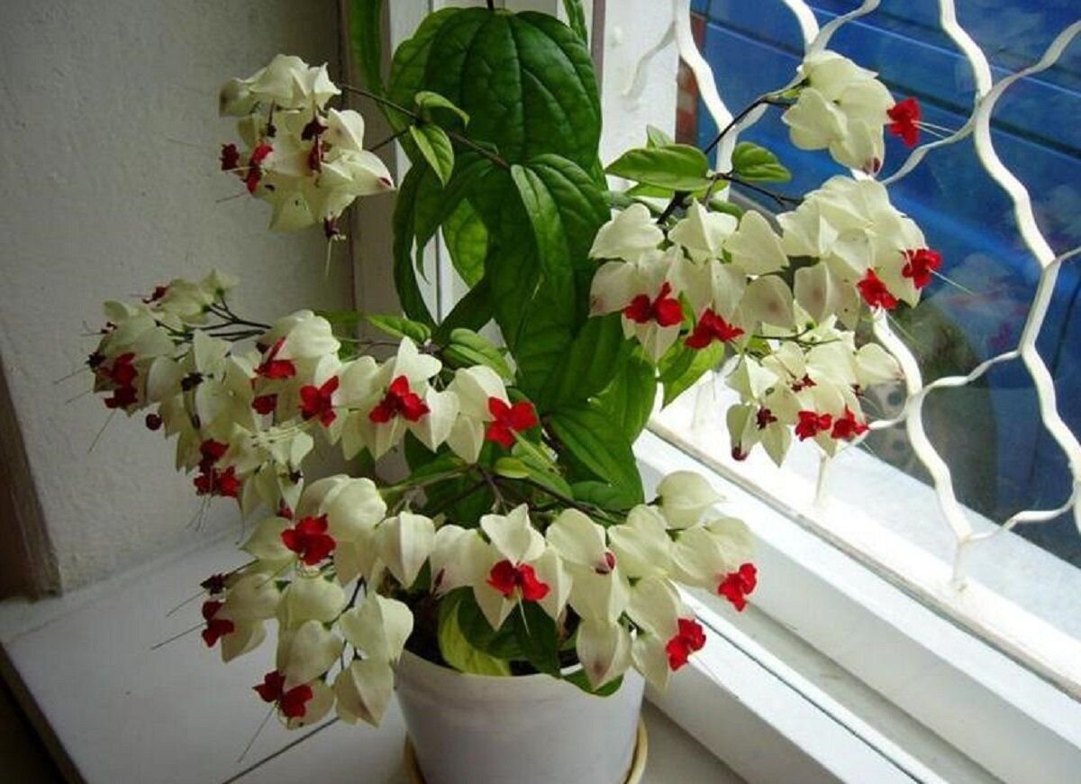 Домашний цветок клеродендрум фото уход