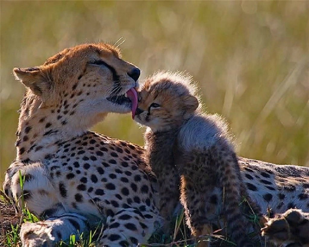 Фото животных с детенышами мамина любовь
