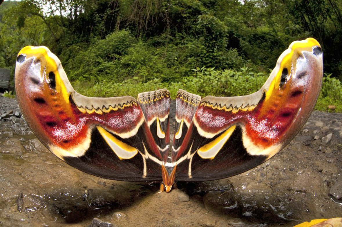 Самая большая бабочка в мире фото с размером