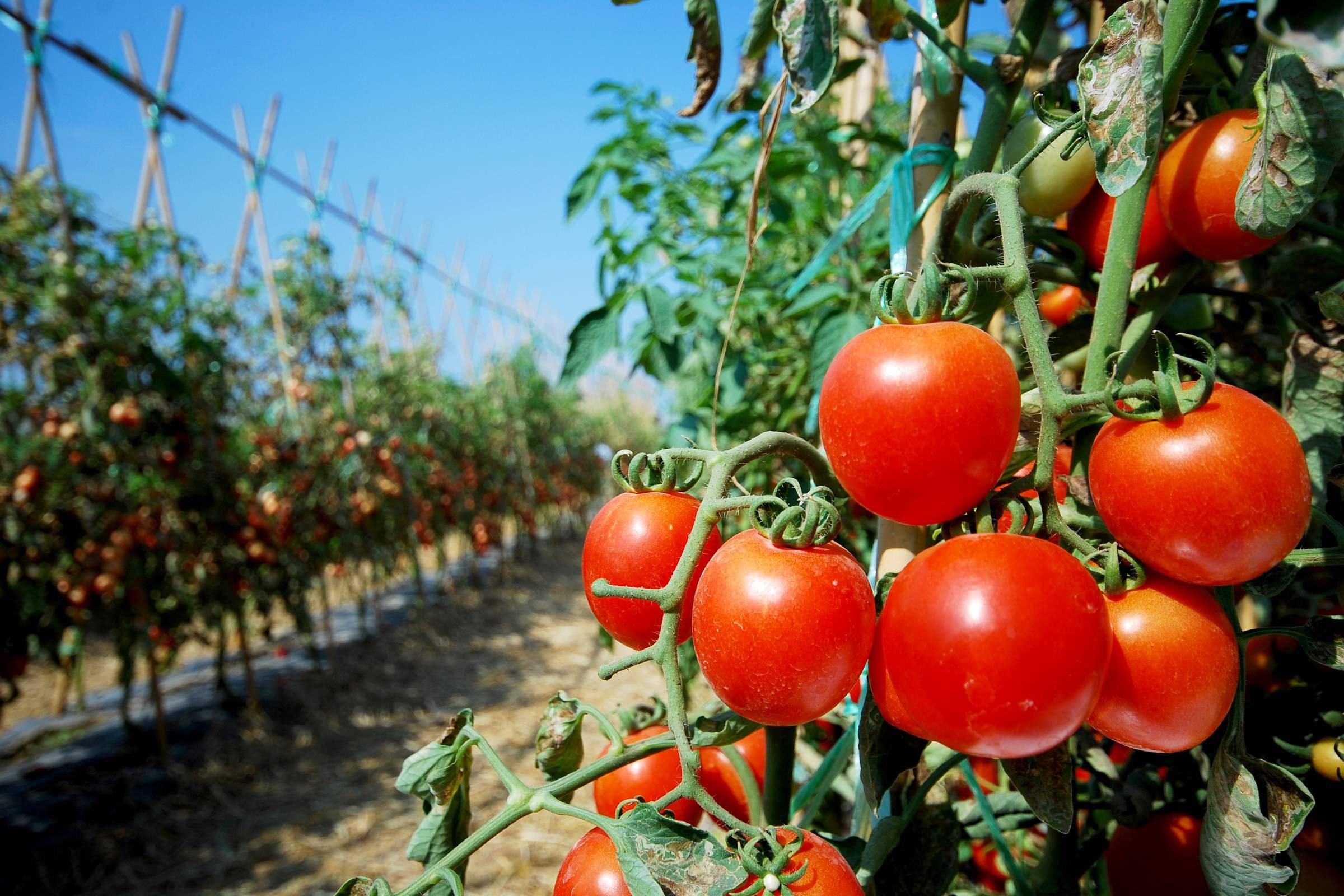 Получить хороший урожай помидор. Томат Альбион f1. Томат Беатрис f1. Томат Буцефал f1. Урожайные томаты f1.
