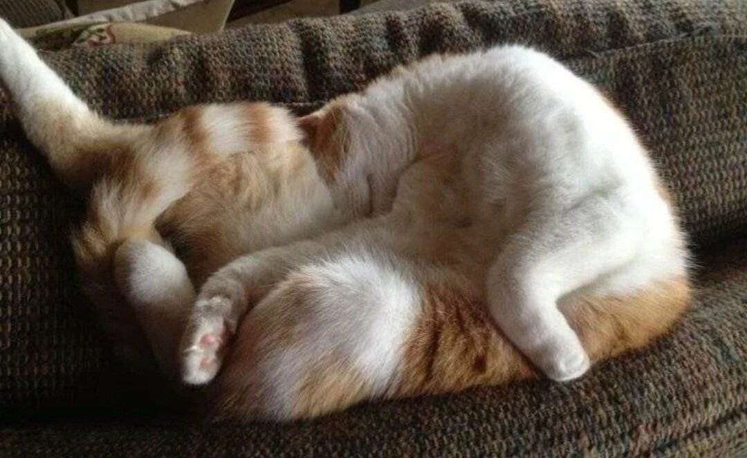 Видео спящего кота. Спящий кот. Спящие коты. Смешные позы кошек.