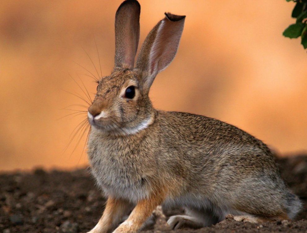 Заяц: как обычный ушастый является одним из главных жителей леса | Жизнь с  животными | Пульс Mail.ru