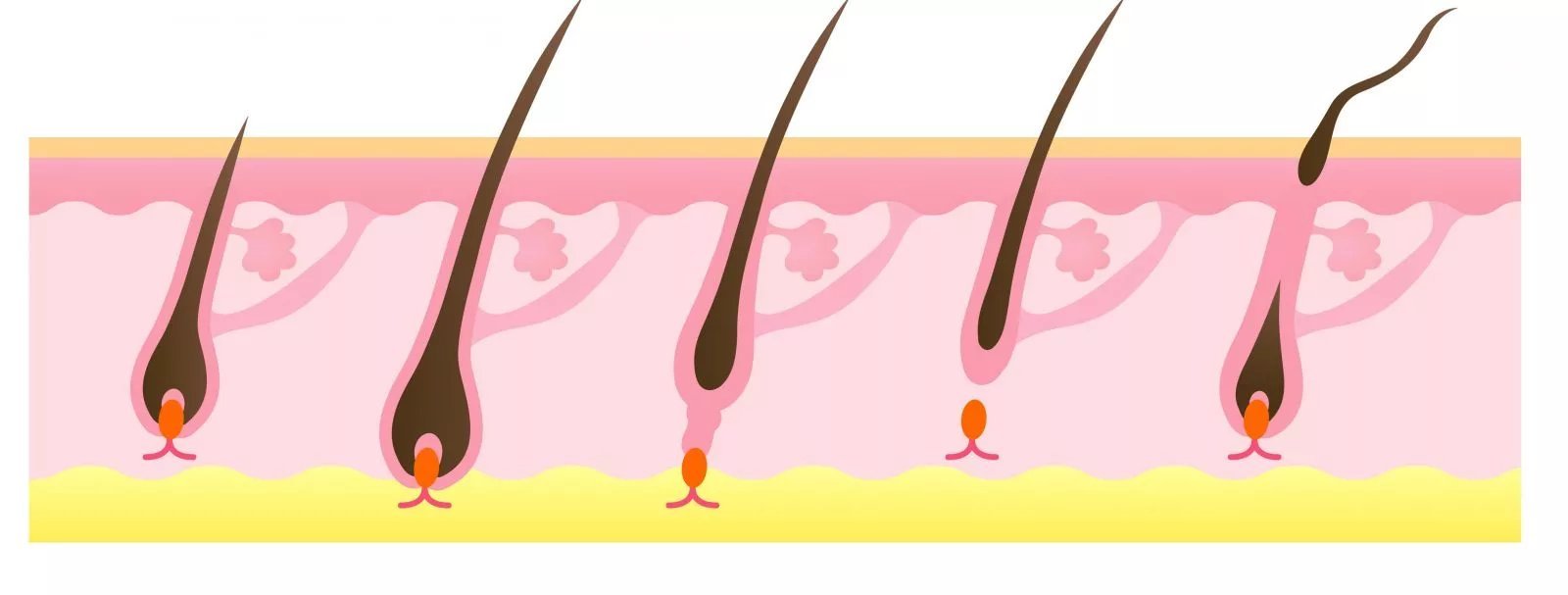 Как растут волосы. Анаген катаген телоген. Волосяная луковица фазы роста. Анаген катаген телоген волос. Волосяной фолликул брови.