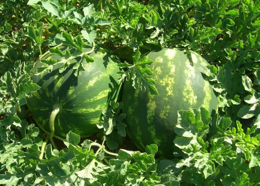 Выращивание бахчевых. Арбуз в огороде. Выращивание бахчевых. Арбуз паладин. Выращивание бахчевых.